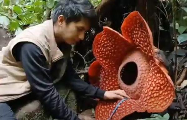 Petugas BKSDA Agam mengukur kelopak bunga rafflesia jenis Tuan Mudae di cagar alam Maninjau. (Foto: iNews)