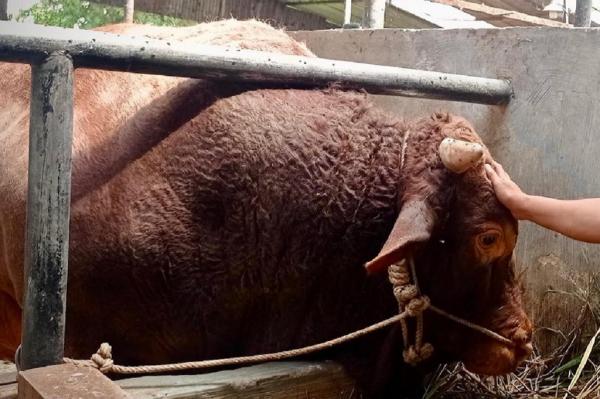 Tatang, sapi berbobot 1,3 ton asal Desa Pasirlangu, Kecamatan Cisarua, Kabupaten Bandung Barat yang diperkirakan menjadi sapi terbesar di Jabar terpilih jadi hewan kurban Presiden Prabowo Subianto. (Foto: Ist)