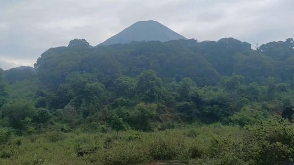 Hutan Gunung Prau, Pasuruan, Jawa Timur. (Foto: Jaka Samudra).