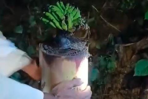 Tangkapan layar batang pohon pisang tumbuh dan berbuah. (Foto: iNews)