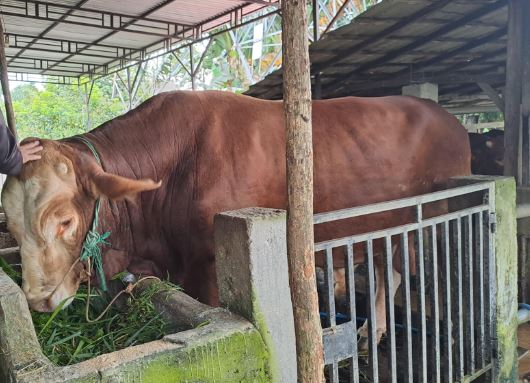 Sambo, sapi kurban dari Presiden Prabowo untuk masyarakat Kabupaten Musi Rawas. (Foto: iNews)
