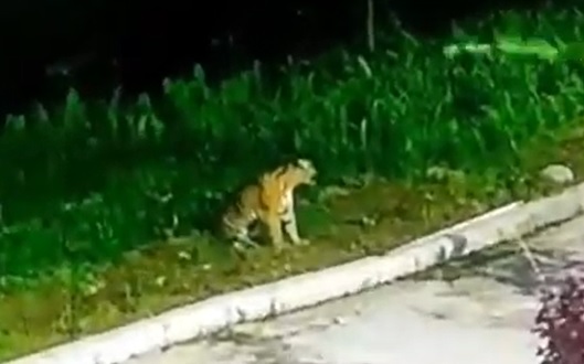 Teror Harimau Sumatera, Sekolah di Indragiri Hilir Diliburkan