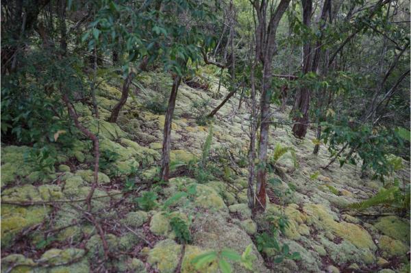 Gunung Lumut Gunung Lumut