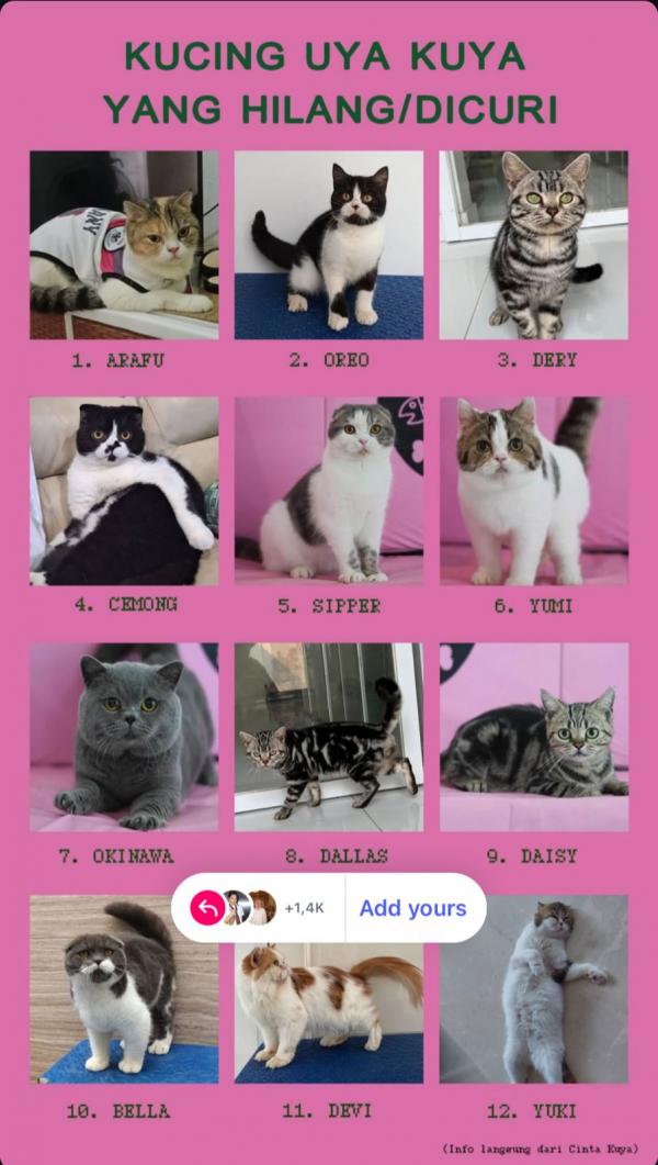 12 Kucing Uya Kuya masih dinyatakan hilang. (Foto: Instagram)
