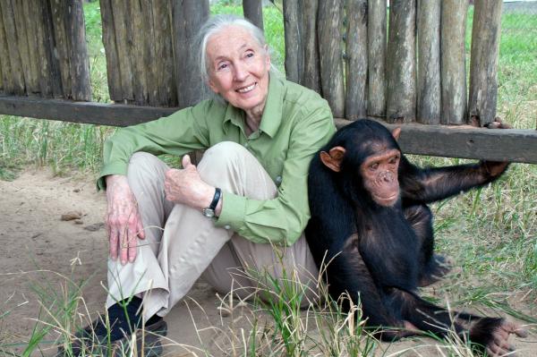 Ahli Primata Jane Goodall meninggal dunia Ahli Primata Jane Goodall meninggal dunia. (Foto: X)