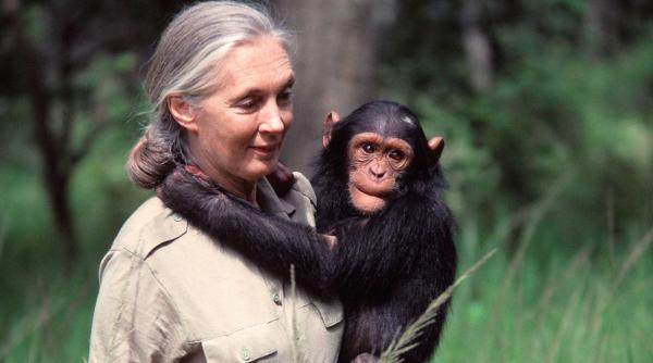 Jane Goodall meninggal Ahli primata Jane Goodall meninggal dunia, menyisakan duka mendalam bagi para pemimpin dunia dan figur berpengaruh di seluruh dunia. (Foto: X)