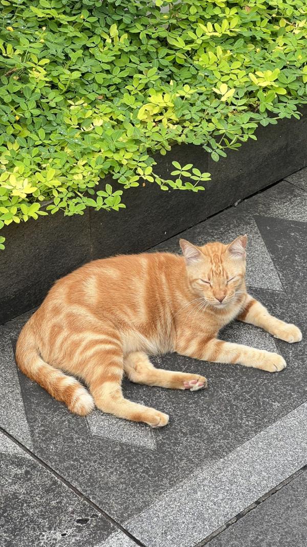 Kucing Oren viral Kucing oren ini viral gegara menjadi salah satu objek wisata di Jakarta. (Foto: X/@eastchingchong)