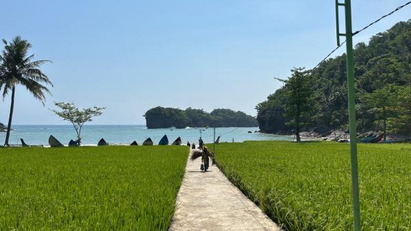 Hamparan sawah di Pantai Kuyon Hamparan sawah di Pantai Kuyon, Trenggalek, Jawa Timur. (Foto: Annastasya Rizqa)