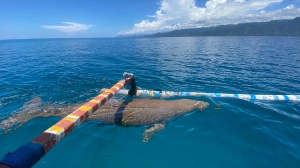 Seekor bayi dugong terlihat berenang di perairan Pantai Mali, Alor. (Foto: Istimewa).