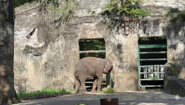 Gajah di Ragunan Gajah di Ragunan menjadi salah satu spot paling banyak diminati. (Foto: Ravie Wardani)