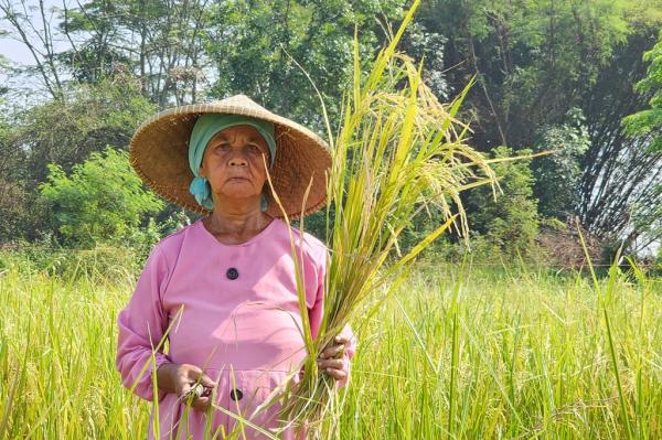 Petani Panen Padi Petani menunjukkan padi yang telah dipanen. (Foto: Kementan)
