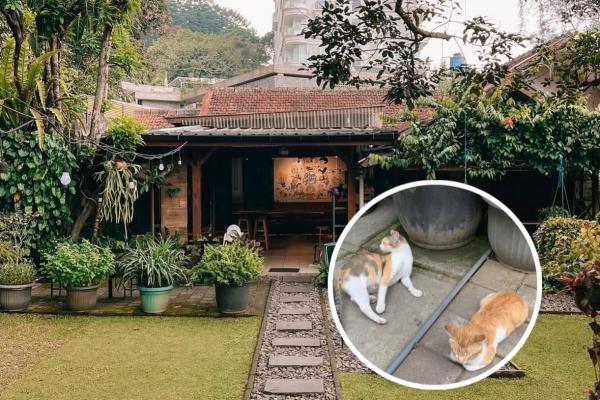 Kopi Eyang Bndung Kopi Eyang akhirnya menyampaikan permohonan maaf usai membungkus kucing dalam karung dan membuangnya hidup-hidup ke tong sampah. (Foto: Instagram)