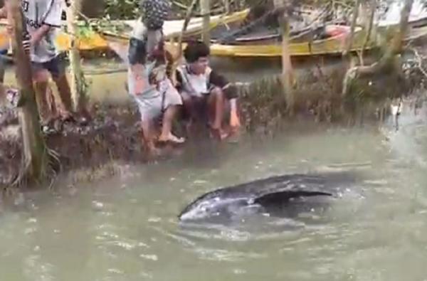 Lumba Lumba Maros Sejumlah anak bermain dengan Lumba-Lumba berbobot 300 kg yang terdampar di hutan mangrove Kabupaten Maros. (Foto: iNews)