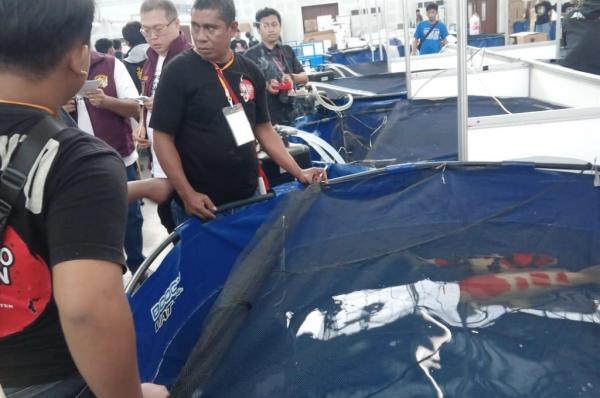 IJKS 2026 kembali digel Indonesia Japan Koi Show (IJKS) 2026 kembali digelar di Bogor (foto: Ifan Jafar Sidik)