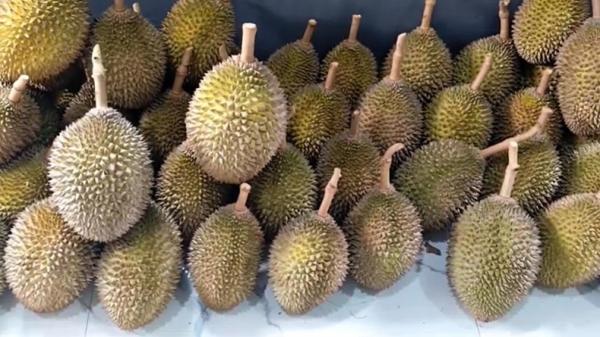 Durian unik Durian dari perkebunan di Banjarnegara, Jawa Tengah. (Foto: iNews).