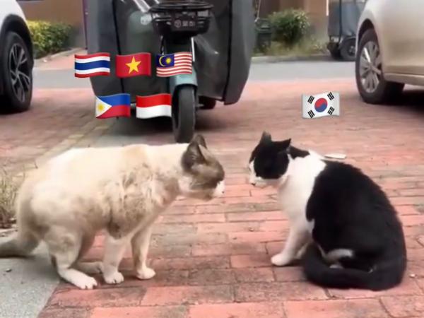 Kronologi lengkap perang KNetz Vs SEAblings yang viral di media sosial. (Foto: X)