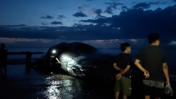 Bangkai Paus Jembrana Bangkai paus berukuran 15 meter ditemukan terdampar di Pantai Anyar Sari, Desa Nusasari, Kecamatan Melaya, Kabupaten Jembrana, Bali, Selasa (5/5/2026) sore. (Foto: iNews).