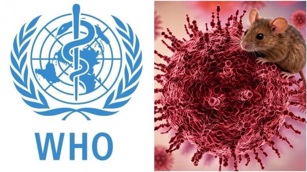 WHO Buka Suara soal Kemungkinan Hantavirus Jadi Pandemi seperti Covid-19
