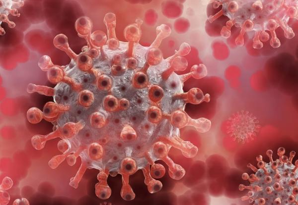 Bali hingga Jakarta Sudah Punya Antibodi Hantavirus, Ini Faktanya!