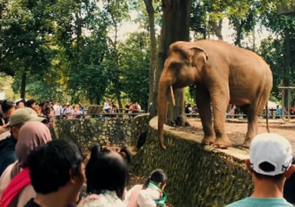 Ragunan Diserbu Wisatawan saat Libur Panjang, Pengunjung Tembus 13.612 Orang