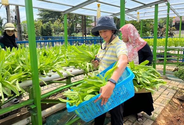 Sekretaris KWT Mawar 8, Lie Vonny memanen sayuran hidroponik. (Foto: Rizky Agustian)