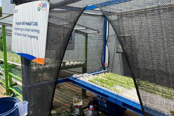 KWT Mawar 8 2 Rumah semai bantuan Program BRI Peduli TJSL kepada KWT Mawar 8. (Foto: Rizky Agustian)