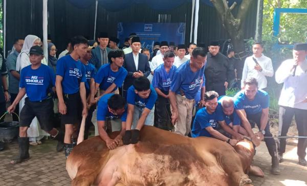 Partai Demokrat Kurbankan 63 Ekor Sapi, Ada Milik SBY hingga AHY