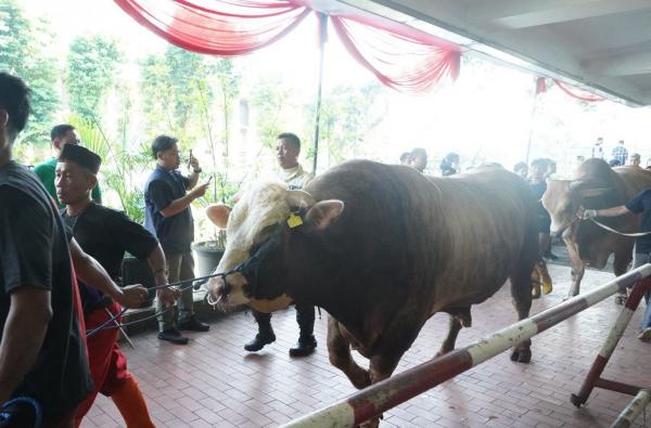 Idul Adha, Masjid Istiqlal Salurkan 10.728 Bungkus Daging Kurban Isi 1 Kg per Paket