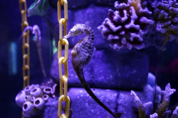 Bayi Pot-Bellied Seahorse Bayi Pot-Bellied Seahorse atau kuda laut perut besar kini menjadi bagian dari Conservation Zone BXSea Oceanarium. (Foto: iNews/Isra Triansyah)
