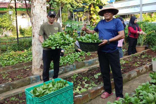 Warga RW 07 Kelurahan Cempaka Putih Barat, Jakarta Pusat, memanen sayuran pakcoi di Kebun Dahlia. (Foto: Dok. Sukarni)