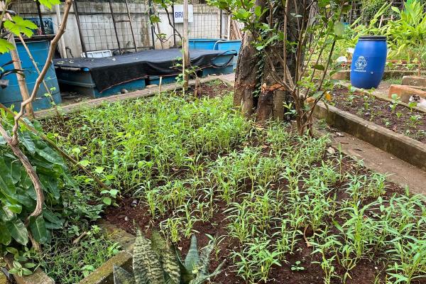Tanaman kangkung tumbuh di Kebun Dahlia, Cempaka Putih, Jakarta Pusat. (Foto: Rizky Agustian)