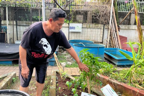 Warga RW 07 Cempaka Putih Barat, Erwin memeriksa tanaman cabai di Kebun Dahlia. (Foto: Rizky Agustian)
