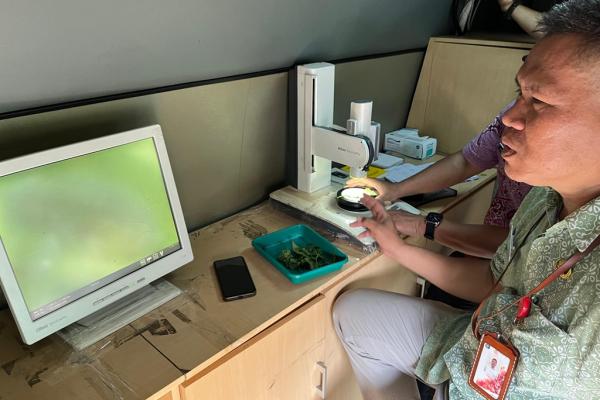 Kebun Gangnam 5 Penyuluh Pusat Pengembangan Benih dan Proteksi Tanaman Dinas KPKP DKI Jakarta, Carta menunjukkan hama kutu yang menyerang tanaman cabai lewat pemantauan mikroskop. (Foto: Rizky Agustian)
