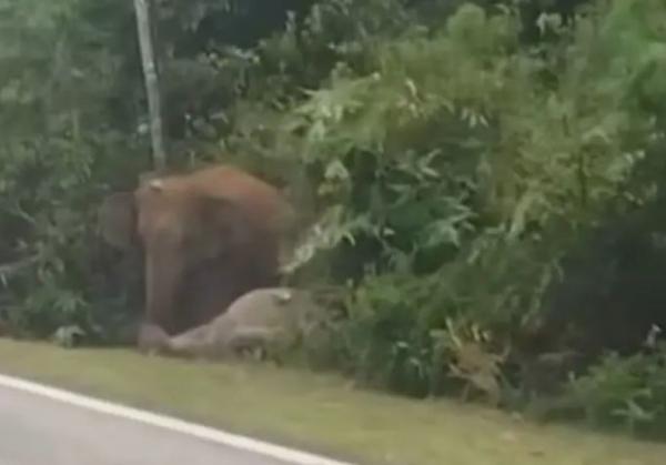 Pilu! Induk Gajah Tolak Tinggalkan Anaknya yang Mati Ditabrak Mobil di Jalanan