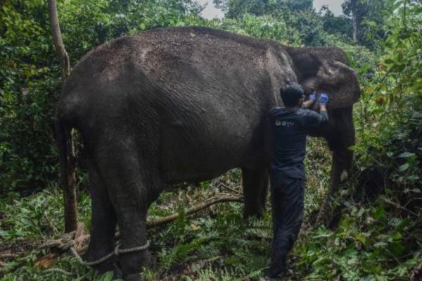 Kisah Gajah Sumatra Tua di Pelalawan, Hidup Soliter dan Tetap Bertahan di Alam Liar