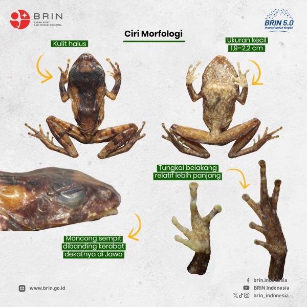 Spesies baru katak ditemukan di Gunung Merapi. (Foto: BRIN)