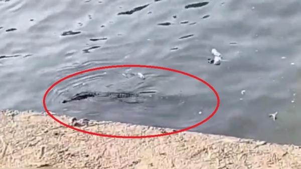 Viral! Buaya Muncul di Depan Pemancing di Sungai Jagir Surabaya, Warga: Hitam Gede