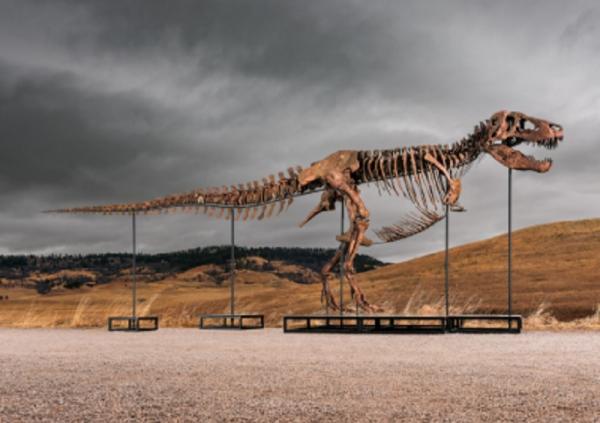 Fosil T-Rex Gus Terjual Rp902 Miliar, Jadi Fosil Dinosaurus Termahal dalam Lelang