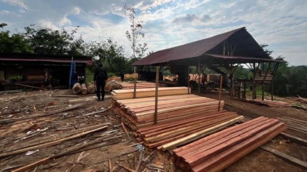 Terungkap Sawmill Ilegal di Kampar, Ratusan Batang Kayu Disita 1 Orang Ditetapkan Tersangka