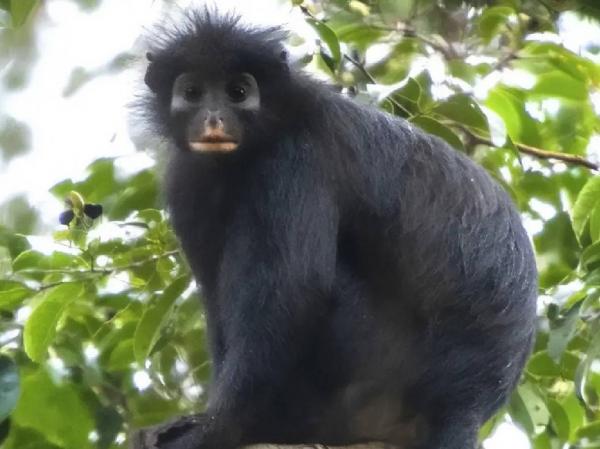 Spesies Monyet Baru Ditemukan! Bibir Oranye Bulunya Hitam