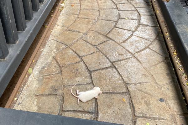 Penampakan salah satu tikus yang dilemparkan Penampakan salah satu tikus yang dilemparkan ke Gedung Kejagung (foto: Achmad Al Fiqri)