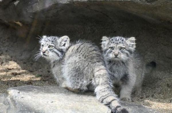 Bikin Gemes! 5 Anak Kucing 'Pemarah' Hibur Pengunjung Kebun Binatang