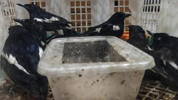 Karantina Jatim Gagalkan Penyelundupan 69 Burung Kicau Tanpa Dokumen dari Balikpapan