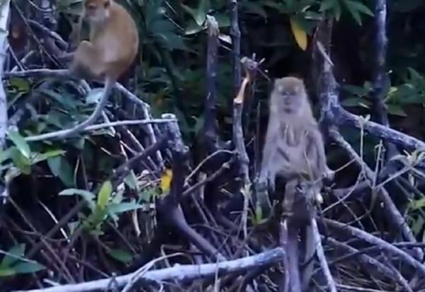 Kawanan Monyet Liar Ngamuk di Indragiri Hilir, 7 Orang Dilarikan ke Rumah Sakit