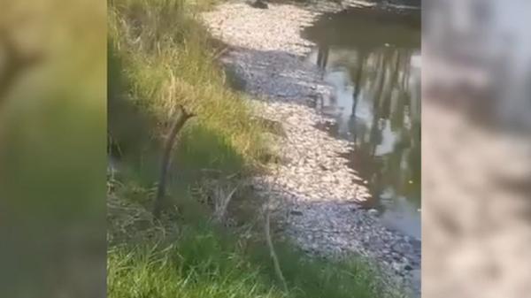 Penampakan Ribuan Ikan Nila dan Mujair Mati di Waduk Mliwang Tuban, Sebagian Mulai Membusuk