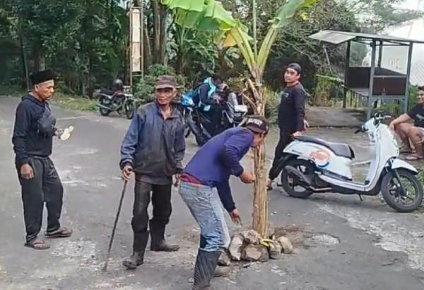 Jalur Pacet Lumpuh Ditanami Pohon Pisang, Guru dan Siswa Bolak-Balik Angkut MBG