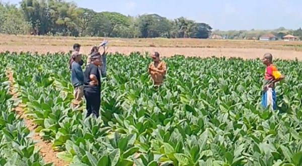 Viral Fenomena Langka di Sampang, Tanah Sawah Berbunyi Nyaring Mirip Gelembung Air