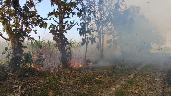Kebakaran Perkebunan Tebu di Bondowoso, Kemarau dan Angin Kencang Picu Api Meluas