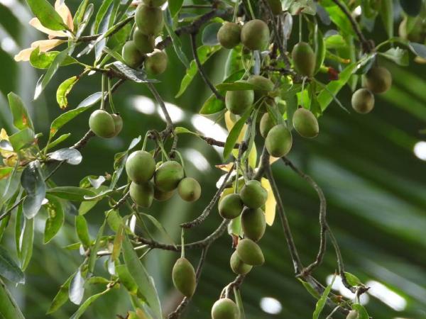 Tanaman Tamanu dari Sulawesi Ternyata Punya Senyawa Bioaktif untuk Kulit, Ini Fakta Ilmiahnya!