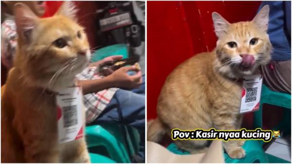 Video Viral Kucing Oren Jadi Kasir Warung Nasi Goreng, Namanya Prengki!  
